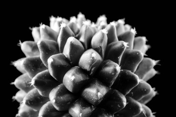 Texture of Cactus plant close-up on black background . soft focus