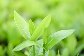 Natural green plants background or wallpaper. nature view of green leaf in garden at summer under sunlight.