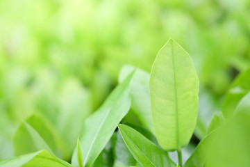 Natural green plants background or wallpaper. nature view of green leaf in garden at summer under sunlight.