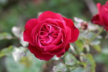 Rose rouge