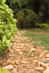 Path in the Nature