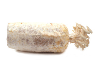 mushoom on white background