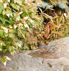 Spotted Towhee taking a Bath