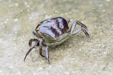Crab walking on the road with rain