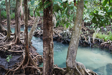 Tha Pom Khlong Song Nam Swamp is the most popular travel place in krabi thailand