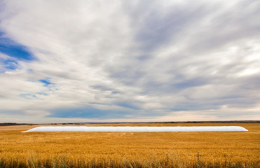 Obraz premium A full long white grain storage bag on a harvested gold colored field under a cloudy morning sky in a autumn prairie countryside landscape
