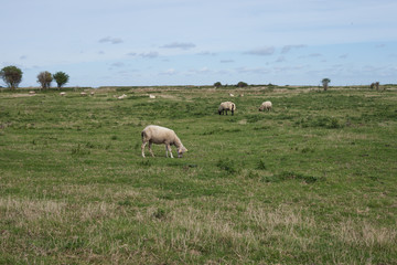 Obraz premium Mouton dans un pré