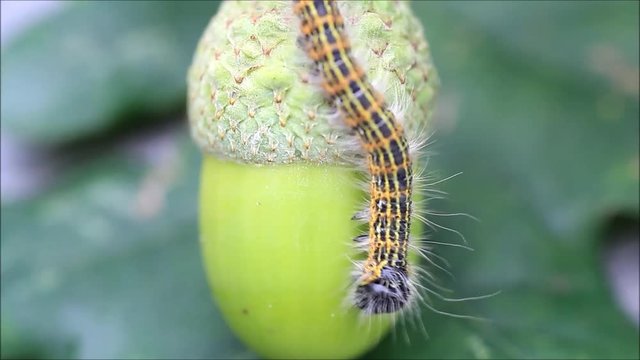 caterpillar on green acorn, Phalera bucephala
