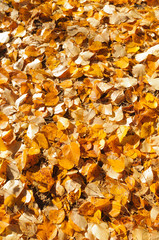 A background of fallen leaves in fall colors around Moose Lake in Northern Idaho