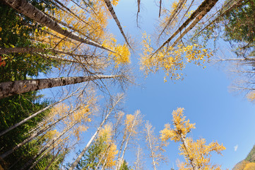 Fall colors around Moose Lake in Northern Idaho taken looking up with a wide angle lens