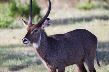 Kobus