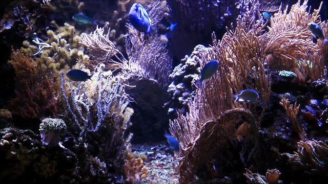 Aquarium with fish and coral reef
