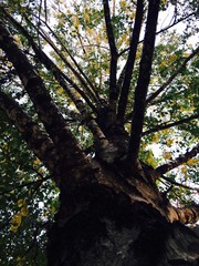 Birch tree, branches, leaves and autumn sky