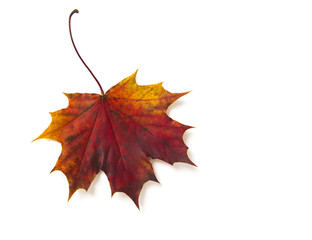 Maple leaf on a white background.