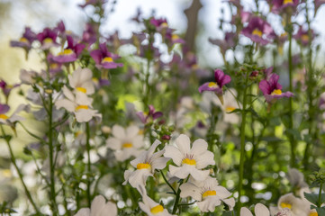 Nemesia strumosa ornamental flowers in bloom, white with yellow center