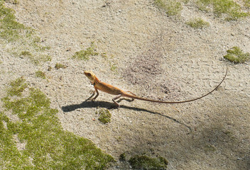  The nature of the Maldives islands. Green lizard. Beautiful animal in the nature habitat. Lizard from forest. Green Lizard, detail portrait exotic tropic animal in green nature habitat at Maldives.