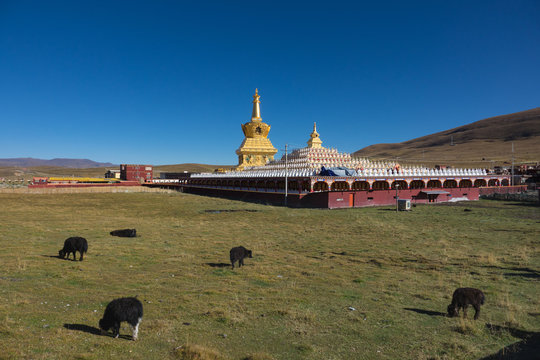 Yaks on grass field with gold pagoda background on Yarchen Gar , Ganzi Sichuan China
