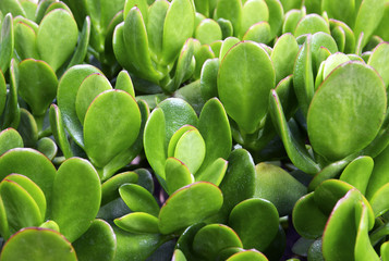 Crassula ovata (Jade Plant,Money Plant,Friendship Tree) succulent plant close up.Floral background.