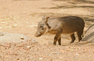 Fototapeta premium Young African Warthog (phacochoerus africanus