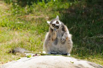Madagascaran  Ring-tailed Lemur (Lemur catta) feeding.