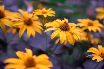 yellow flowers on a violet background