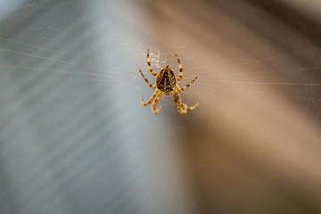 Spider