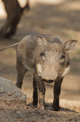 Closeup of a young African Warthog