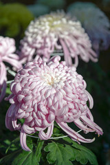 Beautiful light pink chrysanthemum / marigold flower in indoor  japan garden and background
