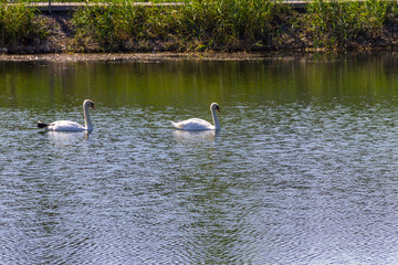 Naklejka na ściany i meble Pair of white swans floating on the lake