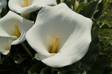 calla