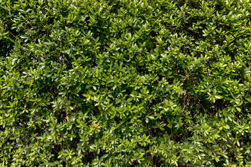 Leaves spike flower pattern background texture