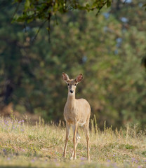 Whitetail deer (odocoilus virginianus) on farmland in Washington