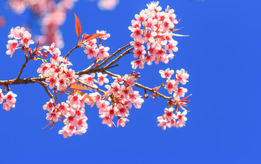 Wild Himalayan Cherry