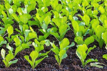 Agricultural plots lettuce