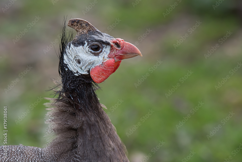 Poster a close up side profile view portrait of a domesticated guineafowl side facing to the right