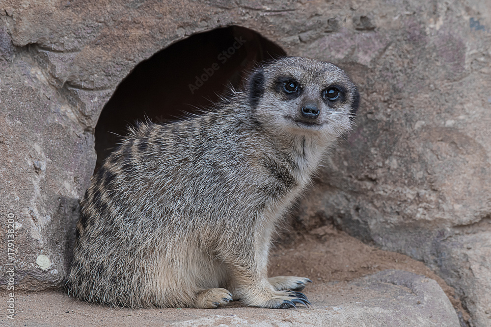 Aufkleber a meerkat sitting outside of a hole in the rock and staring forward at the camera