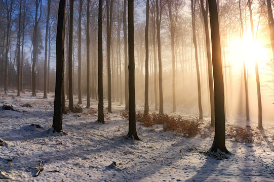 Fototapeta Beech winter forest