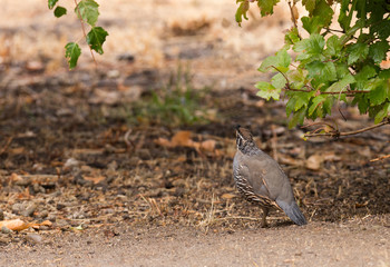 Quail in search of food