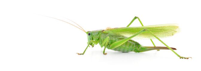 Locust