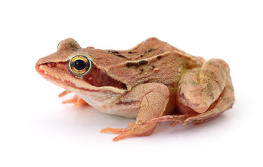 Brown frog isolated.