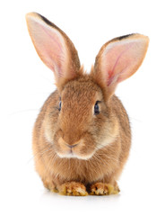 Obraz premium Brown rabbit on white.
