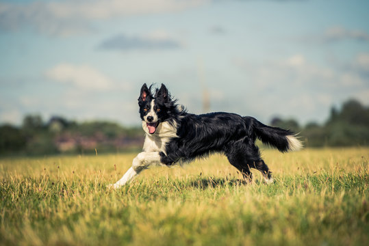 Running border collie in a field, Oxfordshire
