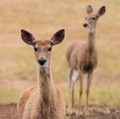 Closeup of a pair of Whitetail Does