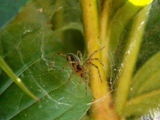 spider in the spider web