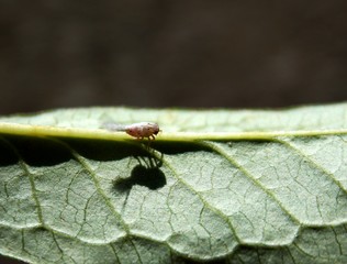 little beetle on the green list