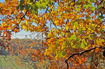 Autumn beech leaves on a tree in forest