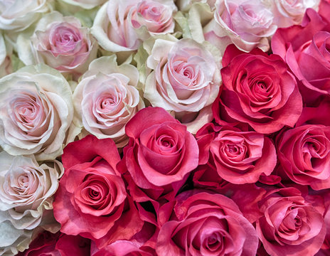 Beautiful background of roses. Red and pink buds in a large bouquet.