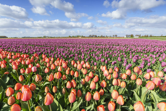 Orange and pink tulips in a field, Yersekendam, Zeeland province, Netherlands