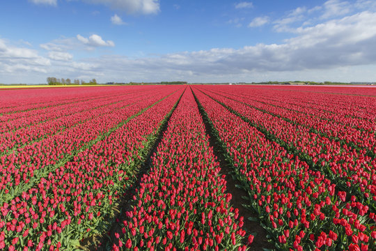 Red tulips in field, Yersekendam, Zeeland province, Netherlands