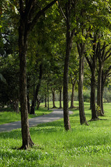 Obraz premium green trees in the park